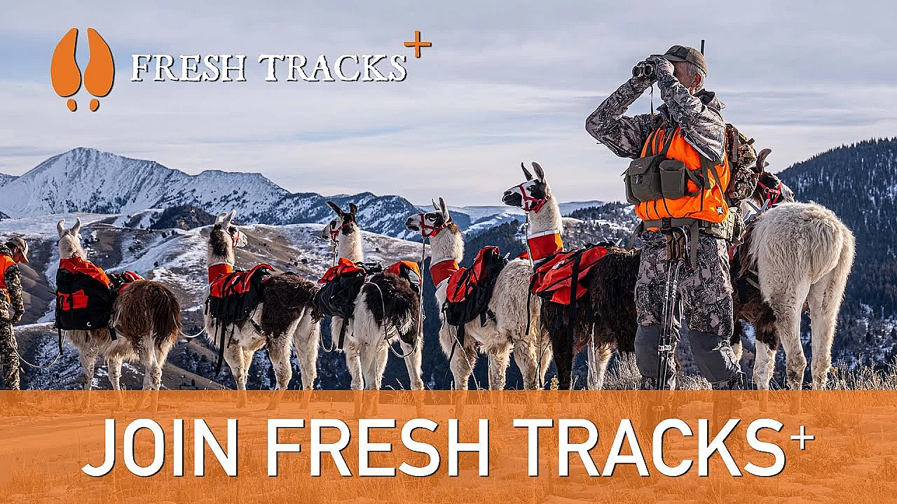 The Launch Of Fresh Tracks+