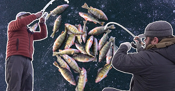 Nonstop Perch Action - Randys First Fish Taco