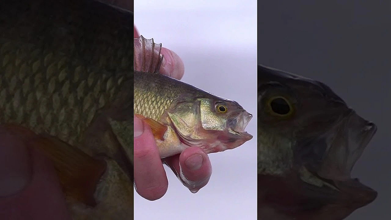 Who's Been Hitting The Hard Water?? #icefishing #perch #fishing