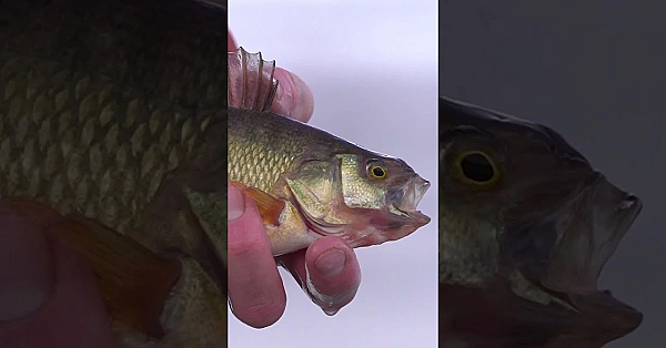 Who's Been Hitting The Hard Water?? #icefishing #perch #fishing