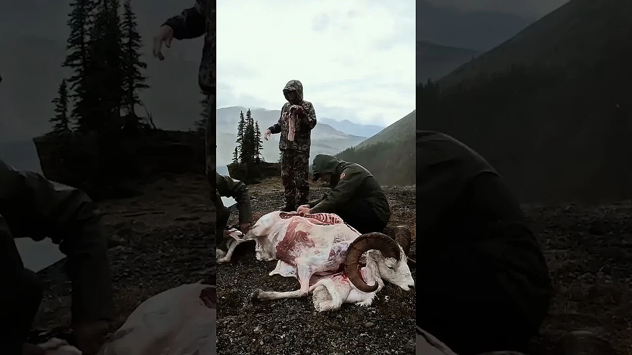 Epic Ram Hunt  Unforgettable Experience In The Mountains!