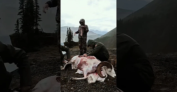 Epic Ram Hunt  Unforgettable Experience In The Mountains!