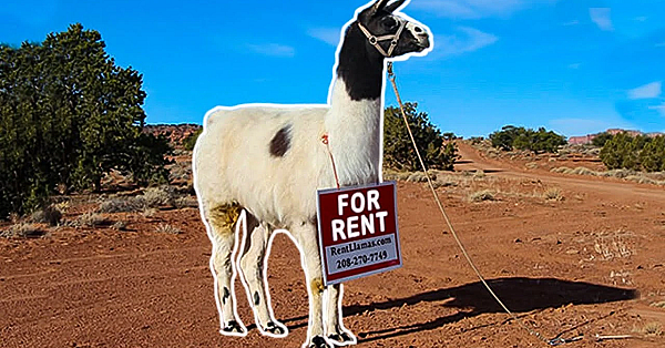 How To Rent A Llama!