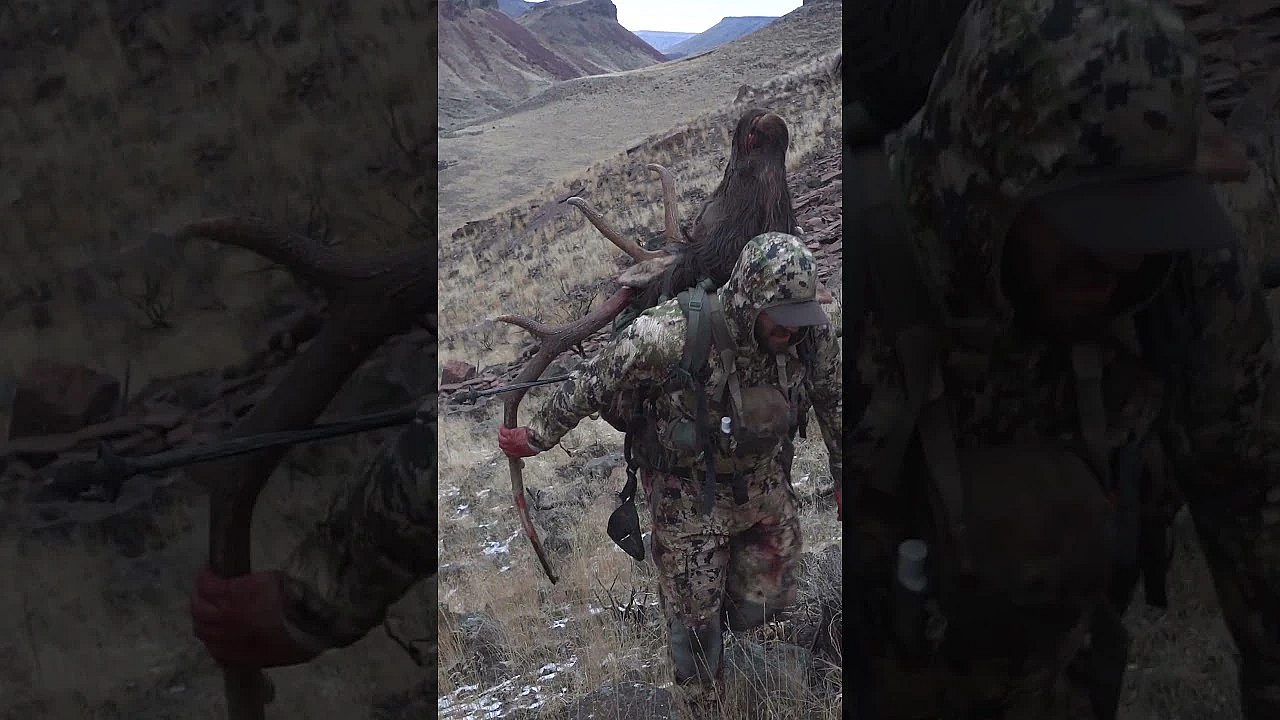 Packing A Bull Out Of A Canyon