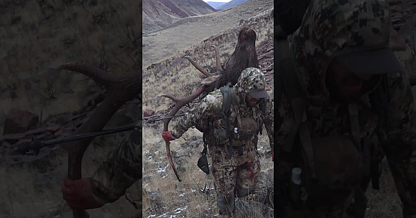 Packing A Bull Out Of A Canyon