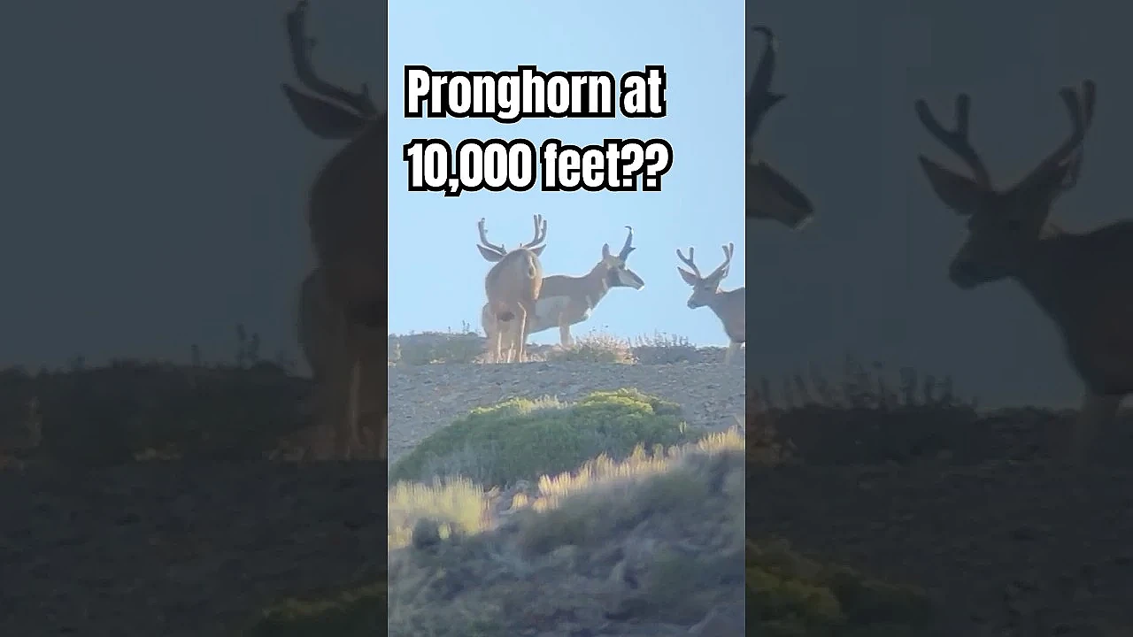 Have you ever seen a Pronghorn at THIS elevation?
