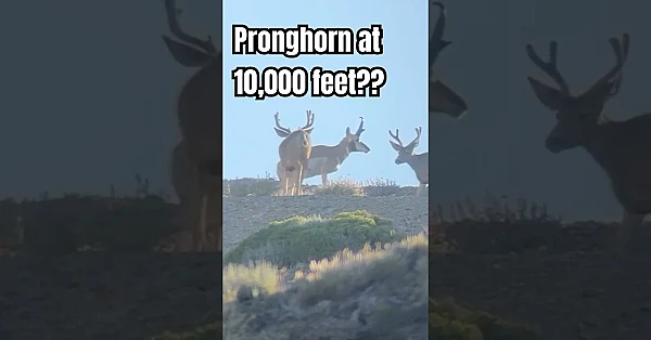 Have you ever seen a Pronghorn at THIS elevation?
