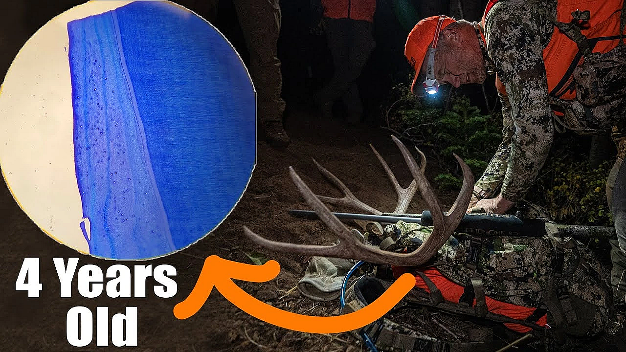 How Animal Teeth Are Aged