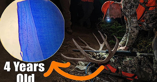 How Animal Teeth Are Aged