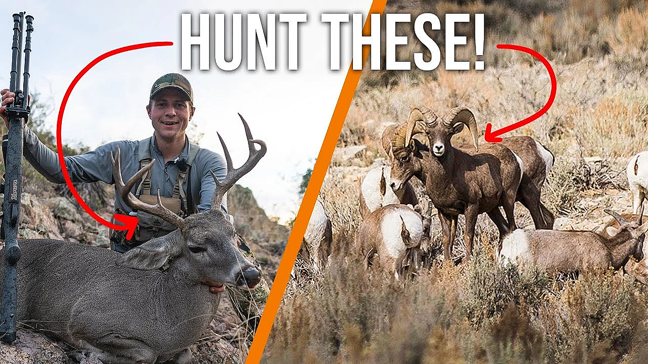 How To Apply For Arizona Sheep And Deer Hunts