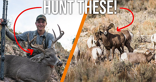 How To Apply For Arizona Sheep And Deer Hunts