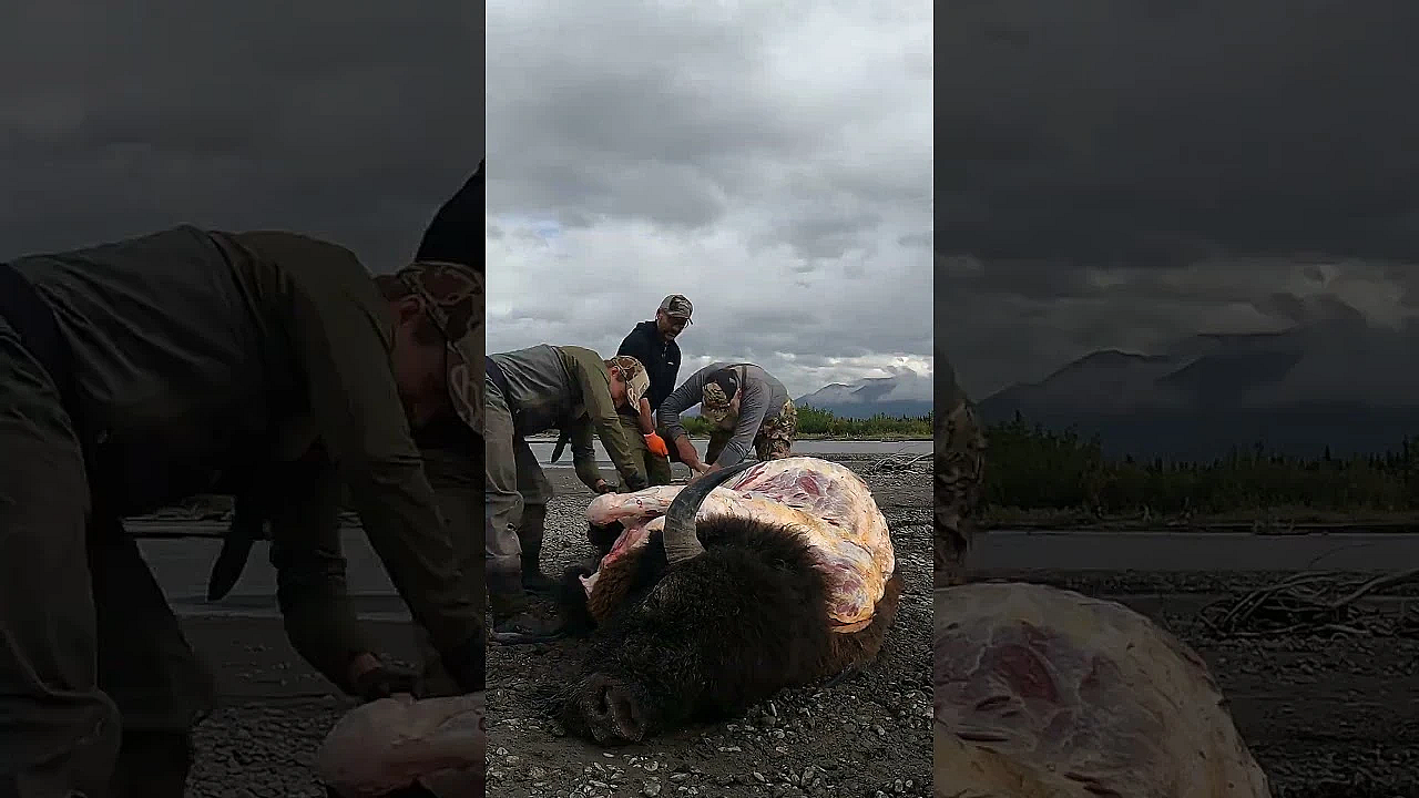 Epic Bison Hunt In Alaska #hunting #bison