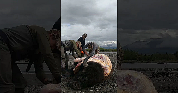 Epic Bison Hunt In Alaska #hunting #bison