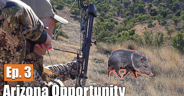 Hunting Javelina With A Bow: Arizona Opportunity Hunt (ep. 3)
