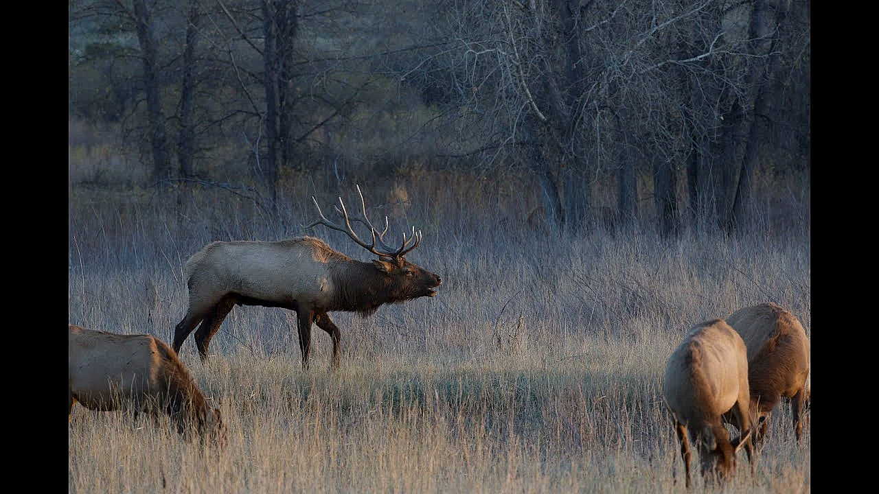 Elk Talk Live! // Ep 109