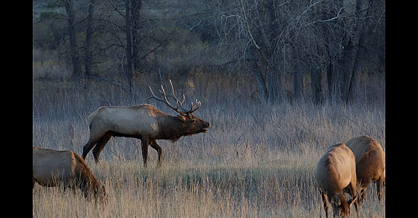 Elk Talk Live! // Ep 109