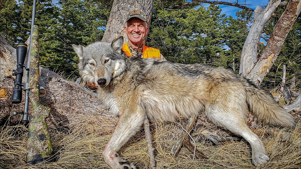 I Shot A Wolf! (self-filmed)