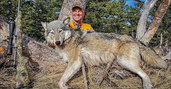 I Shot A Wolf! (self-filmed)