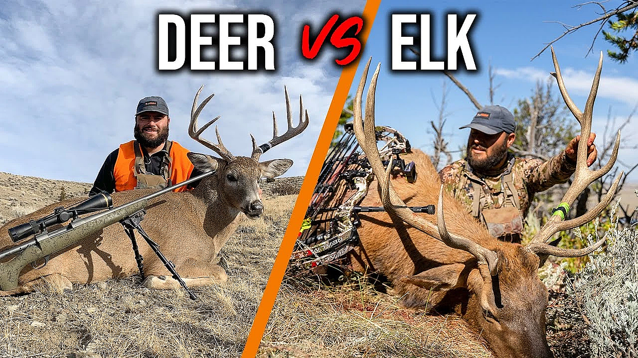 5 Differences Between Elk And Deer Hunting!