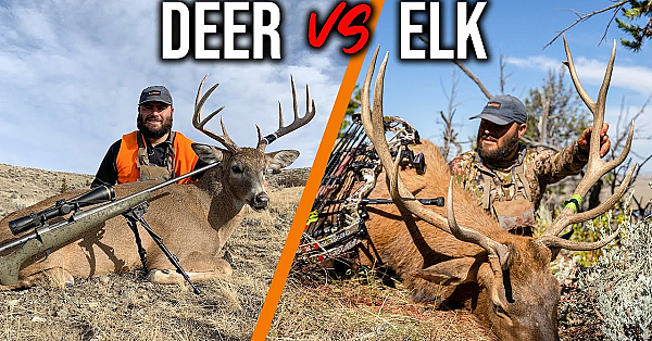 5 Differences Between Elk And Deer Hunting!