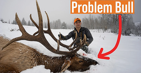Bull Elk Down! The Story Of Wyoming's Feedgounds #freshtracks