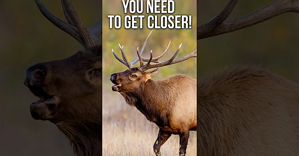 How to Turn a Bull Elk That’s Walking Away | Elk Calling 101 with Corey Jacobsen
