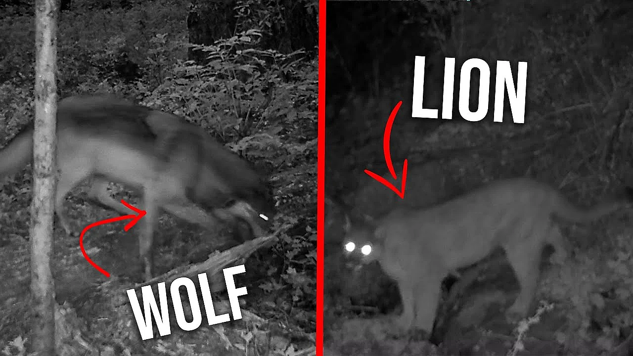 1 Year Of Trail Cam Footage! Tons Of Critters!