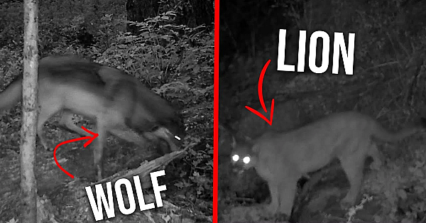 1 Year Of Trail Cam Footage! Tons Of Critters!