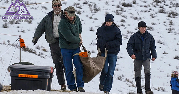 How To Get Involved In Conservation