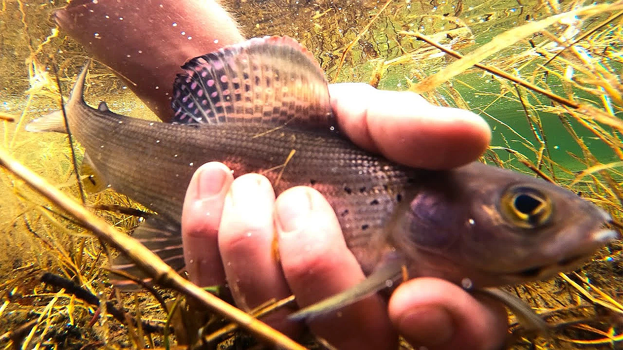 Fishing For Science - Arctic Grayling