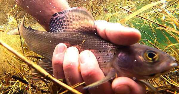 Fishing For Science - Arctic Grayling
