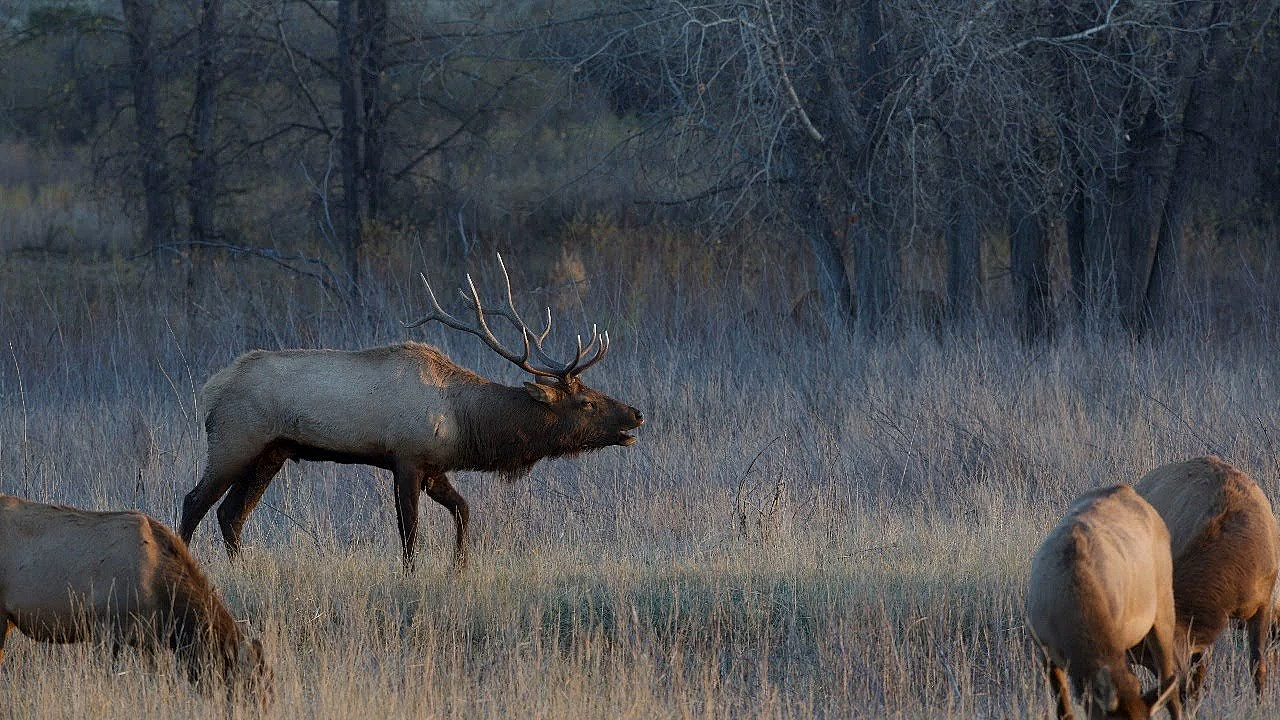 Elk Talk Live: Non-essential But Helpful Gear // Ep 89