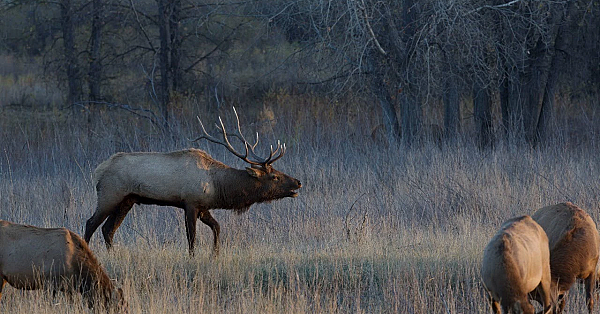 Elk Talk Live: Non-essential But Helpful Gear // Ep 89