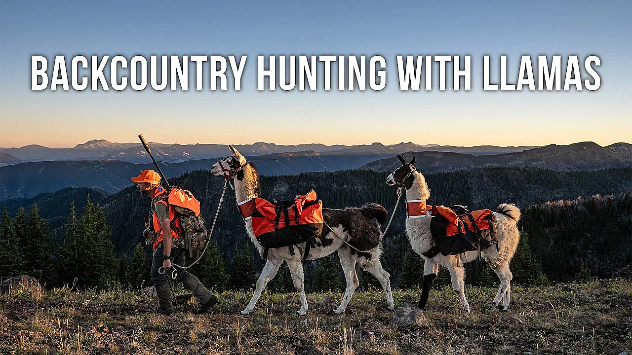 Why Pack Llamas Might Be The Ultimate Backcountry Tool