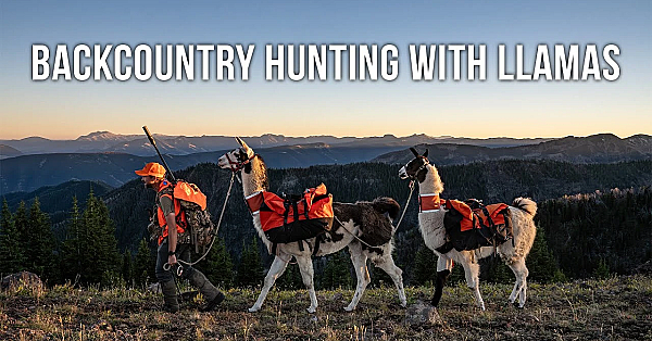 Why Pack Llamas Might Be The Ultimate Backcountry Tool