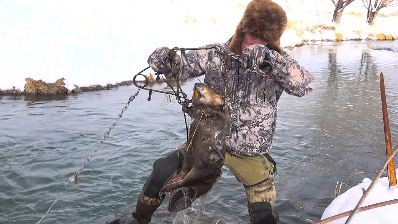 How To Use A Body Grip While Trapping