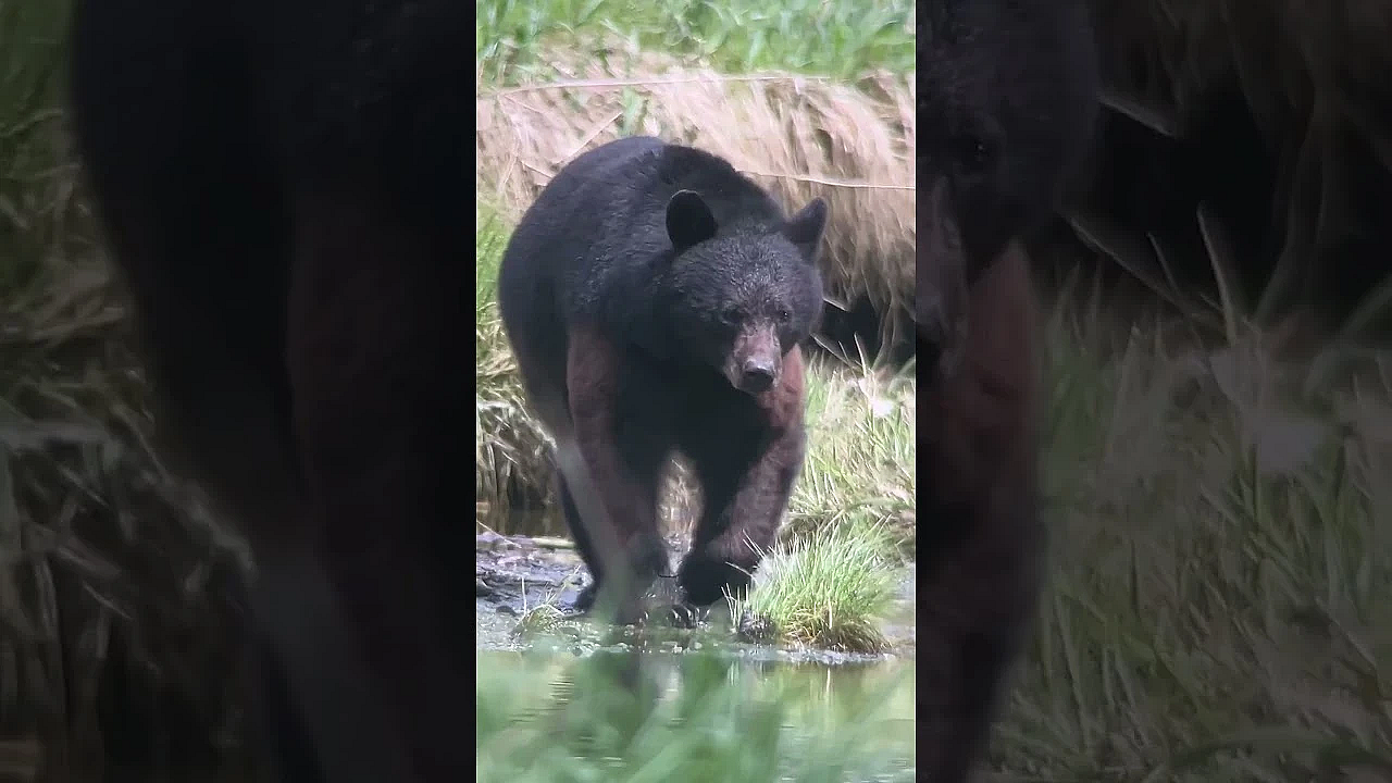 One Minute Of Ollin Alaska Bear Footage