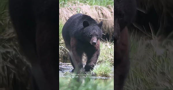 One Minute Of Ollin Alaska Bear Footage
