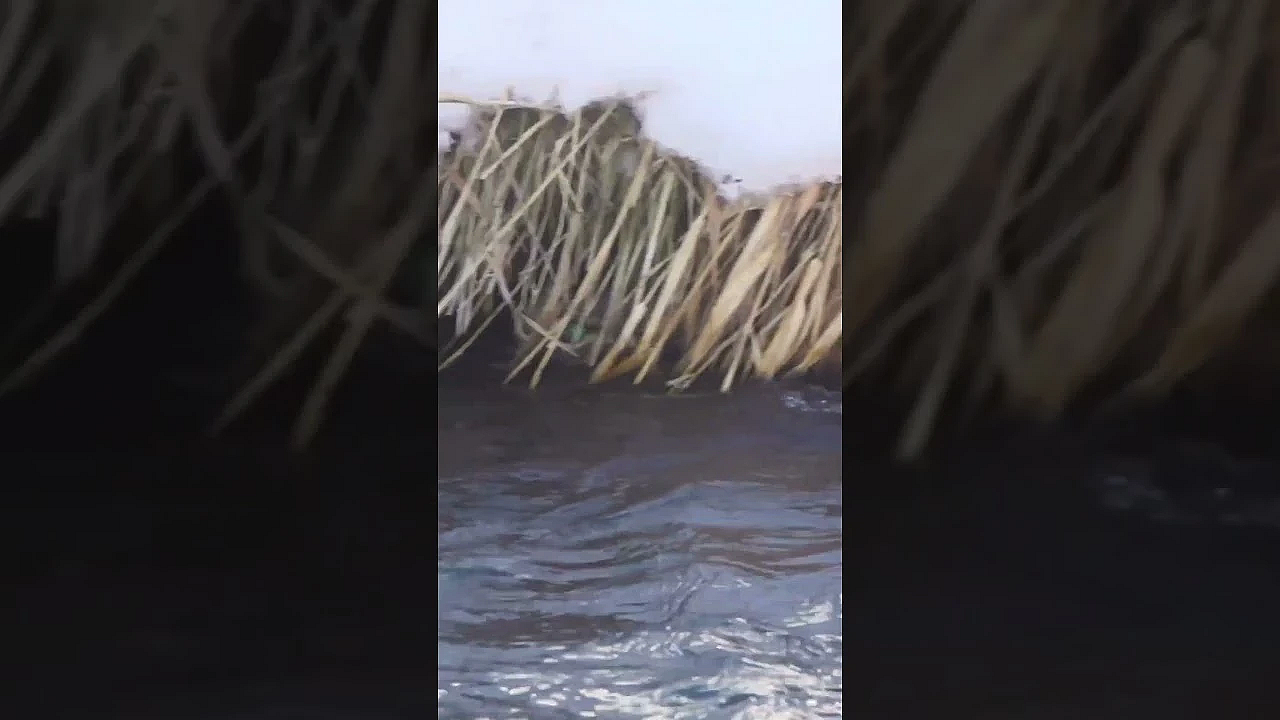 Close Encounter With A Bobcat! #bobcat