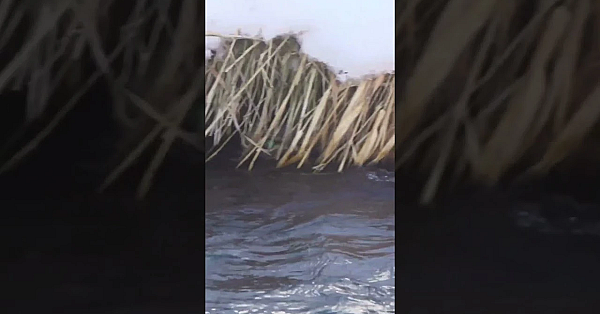 Close Encounter With A Bobcat! #bobcat