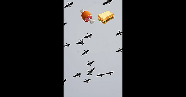 Canada Goose Lunch Meat! #shorts