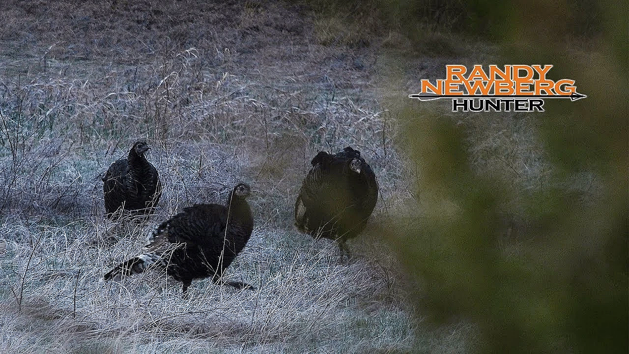 Merriam's Hen Turkey Sounds: Practice Your Turkey Calling