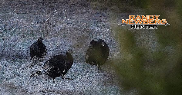 Merriam's Hen Turkey Sounds: Practice Your Turkey Calling