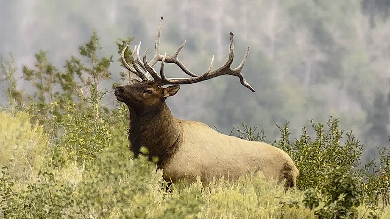 Massive Bull Elk Stops With Vitals Covered #shorts