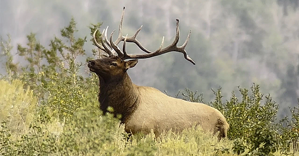 Massive Bull Elk Stops With Vitals Covered #shorts