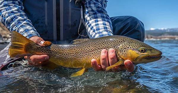 Anyfin Goes! - Montana Trout Fishing (ep. 2)