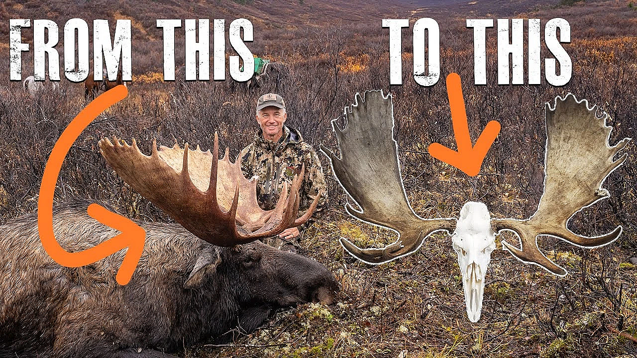 Cleaning European Mounts With Beetles