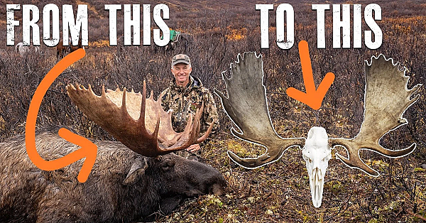 Cleaning European Mounts With Beetles