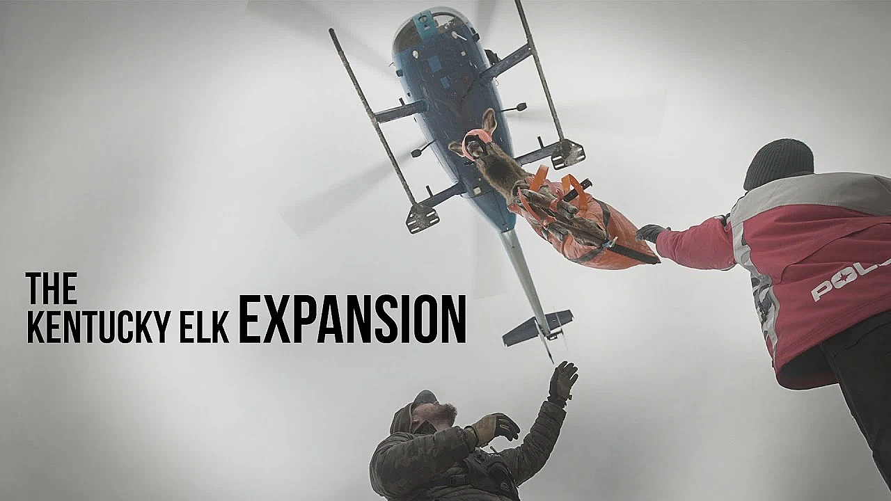 The Kentucky Elk Expansion - A Rmef Film