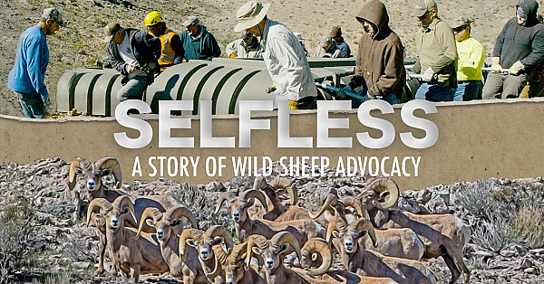 Selfless - A Story Of Wild Sheep Advocacy (trailer)